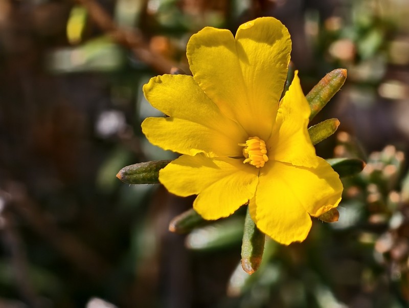 Hibbertia robur photo 2