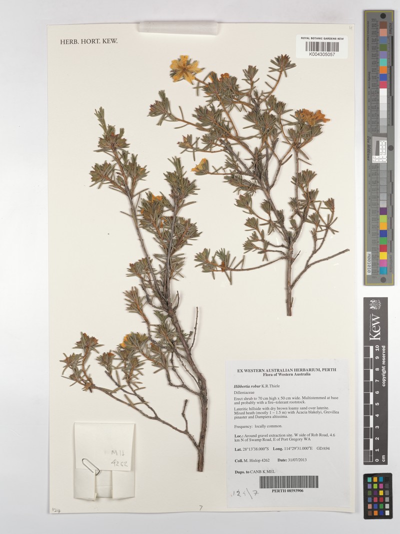 Hibbertia robur photo 3