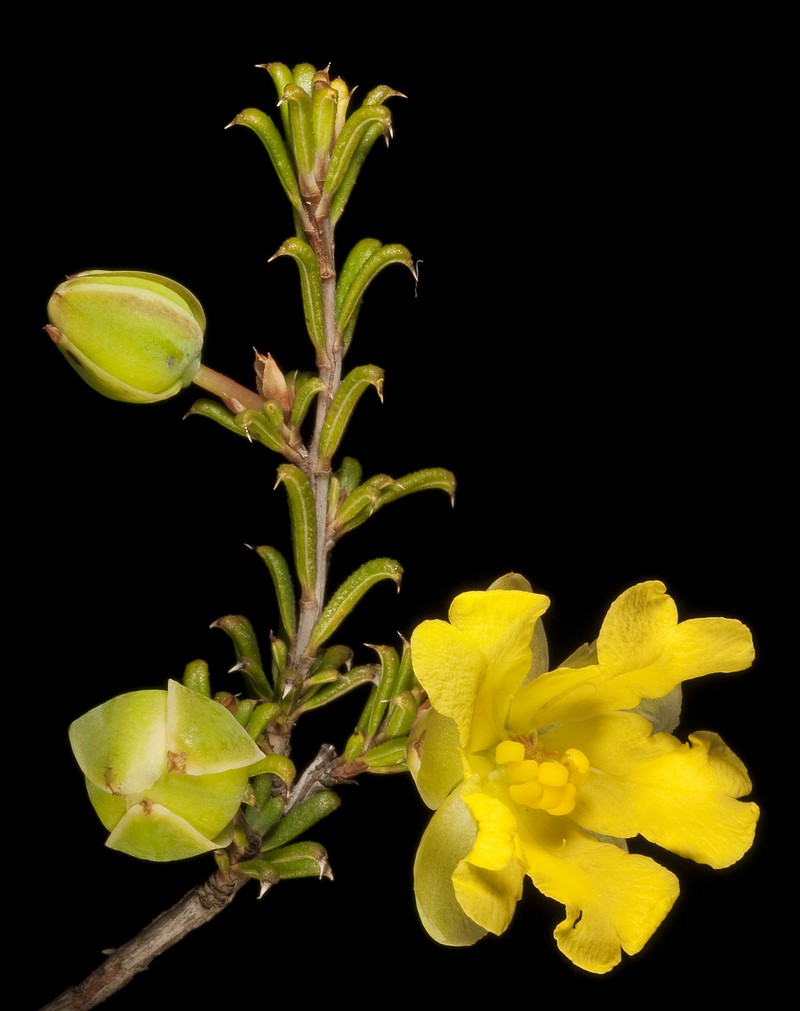 Hibbertia rostellata