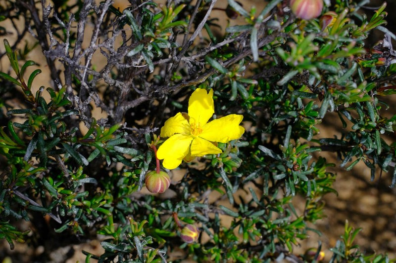 Hibbertia rostellata photo 2