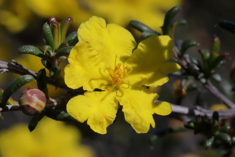 Hibbertia rostellata photo 3