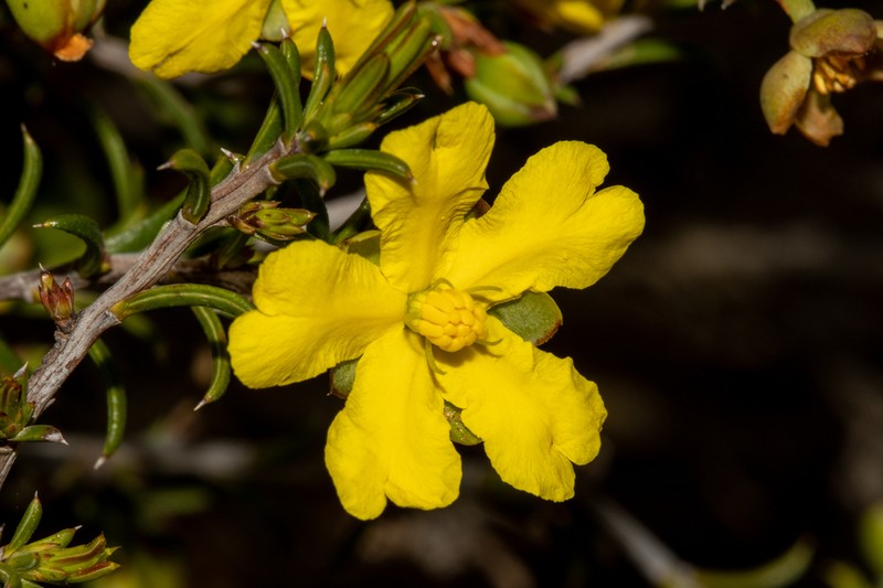 Hibbertia rostellata photo 4
