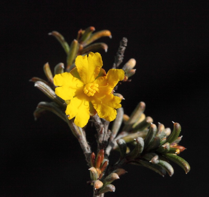 Hibbertia rostellata photo 5
