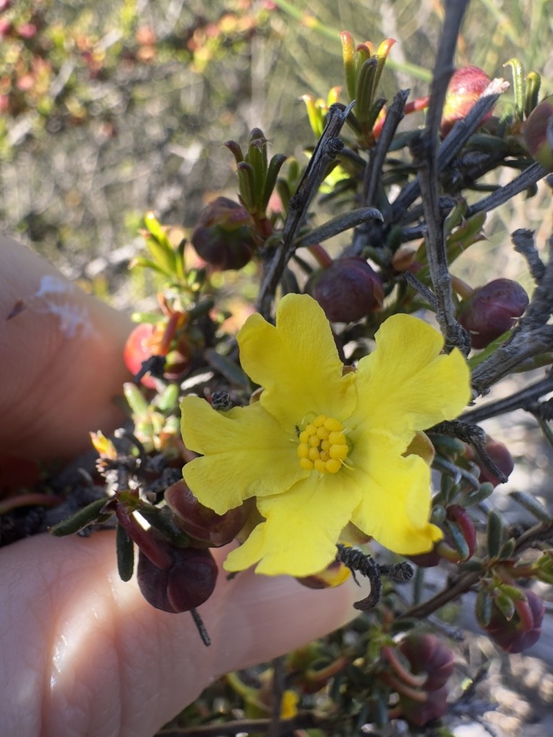 Hibbertia rostellata photo 6