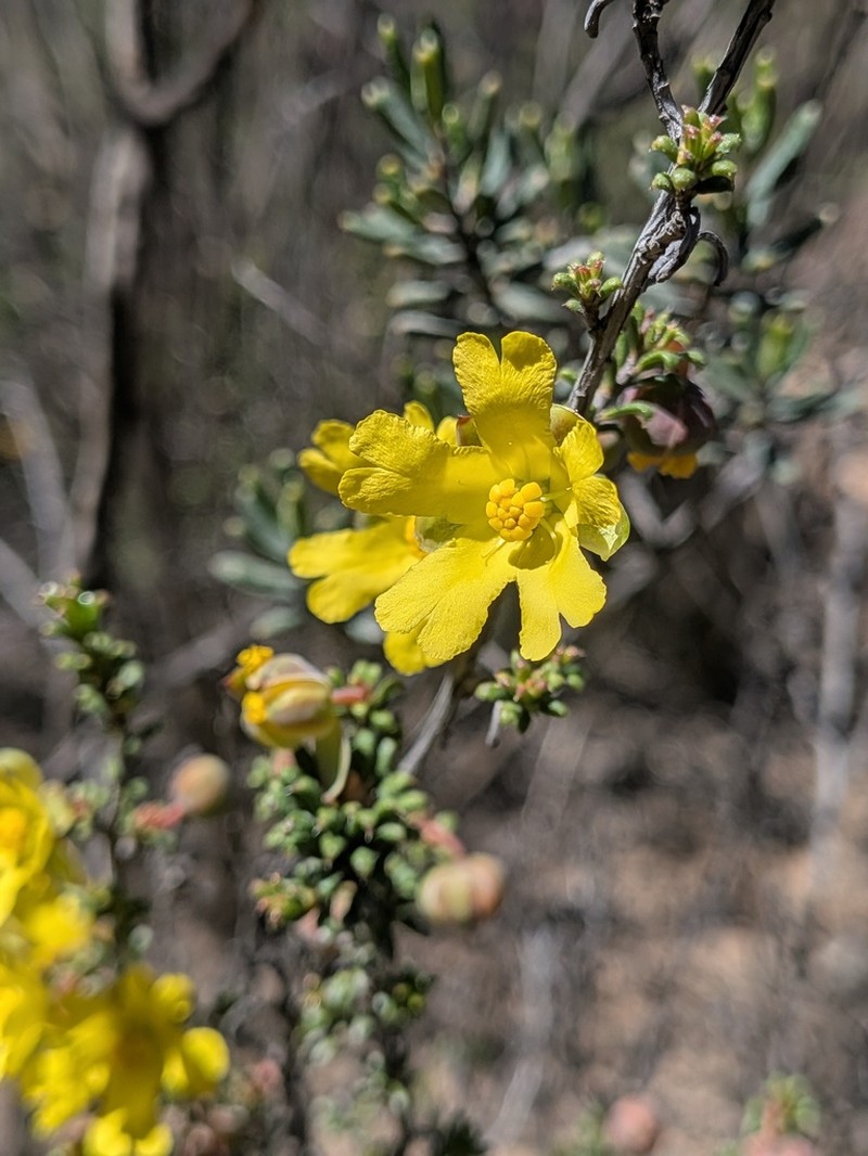 Hibbertia rostellata photo 7