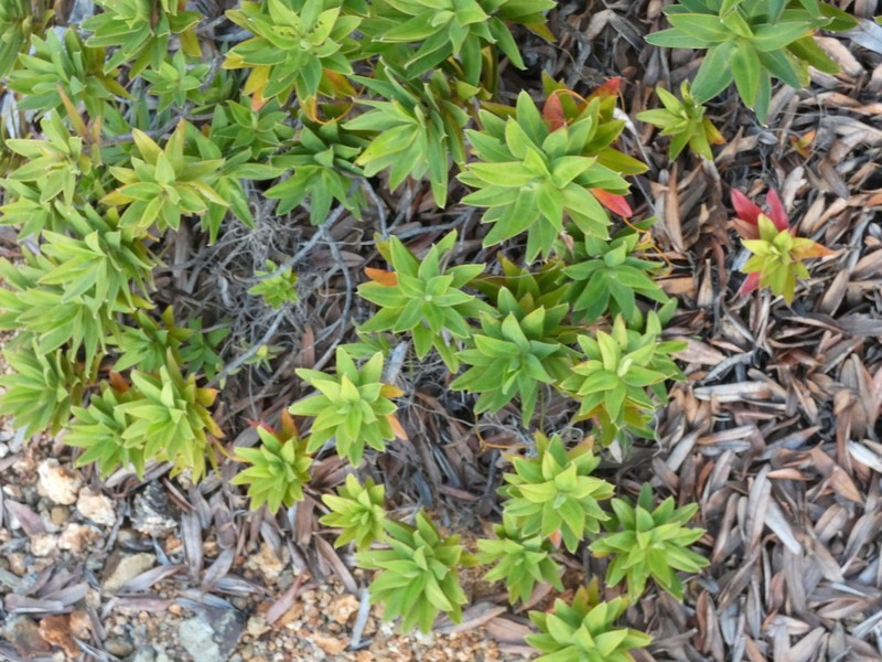 Hibbertia rubescens
