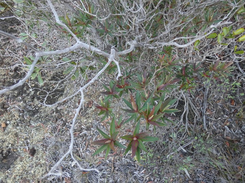 Hibbertia rubescens photo 2