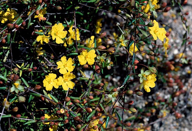 Hibbertia rufa