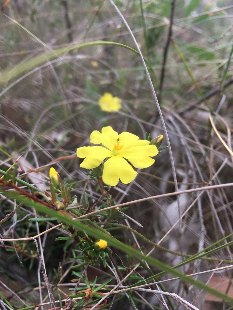 Hibbertia rufa photo 2
