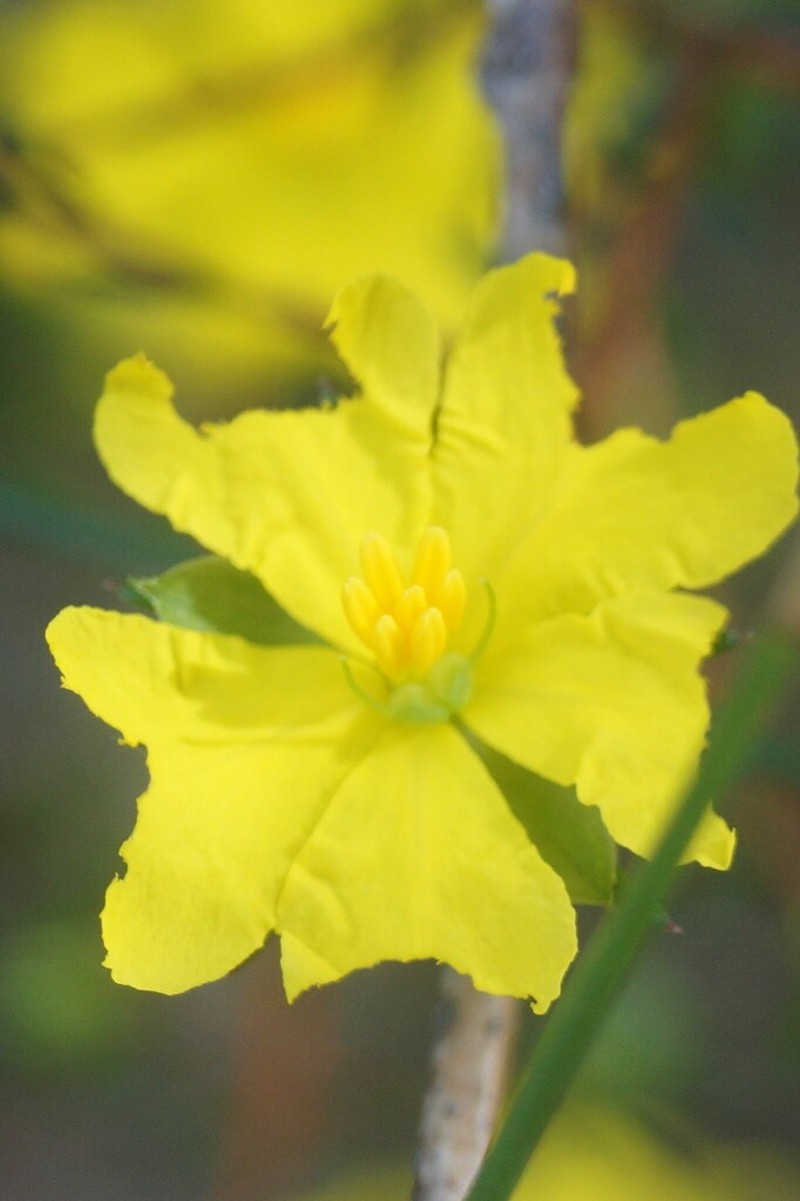 Hibbertia rufa photo 3