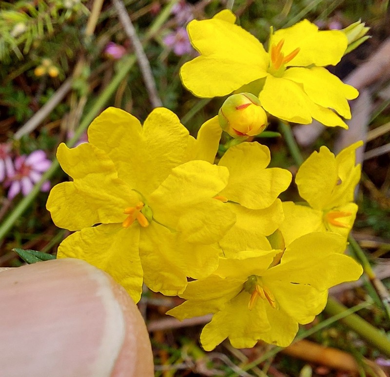 Hibbertia rufa photo 4