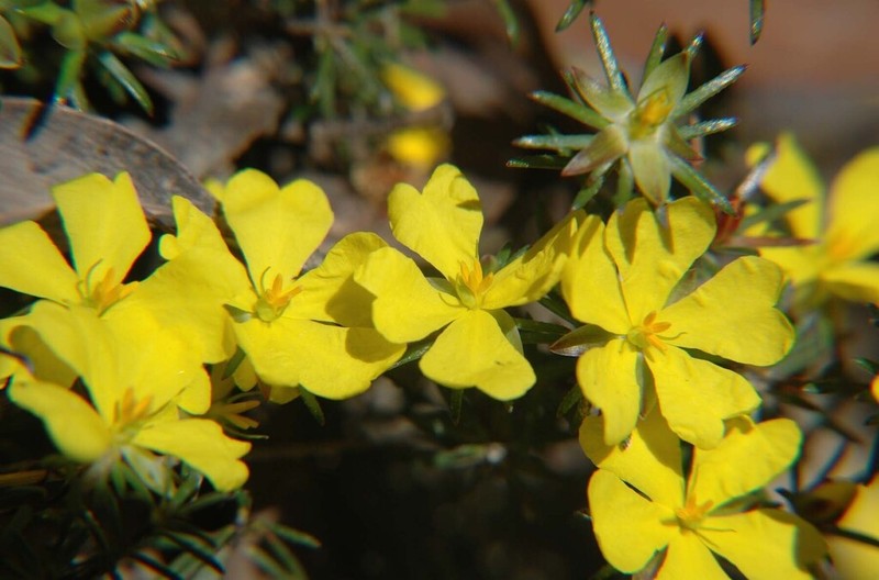 Hibbertia rufa photo 5
