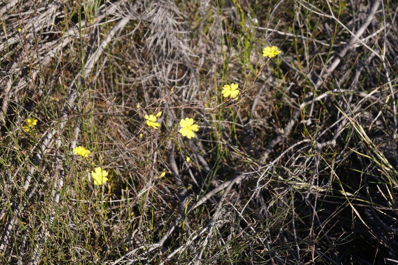 Hibbertia rufa photo 6