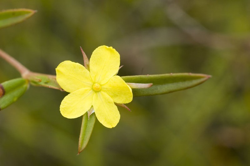 Hibbertia salicifolia