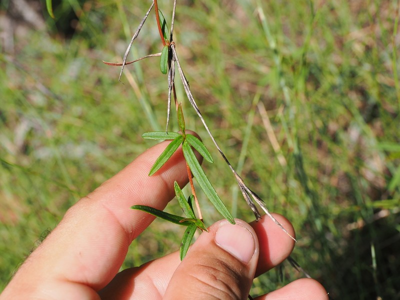 Hibbertia salicifolia photo 2