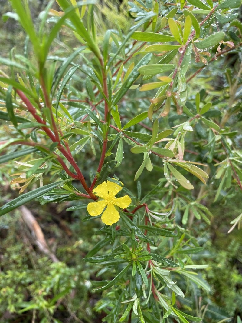 Hibbertia salicifolia photo 3