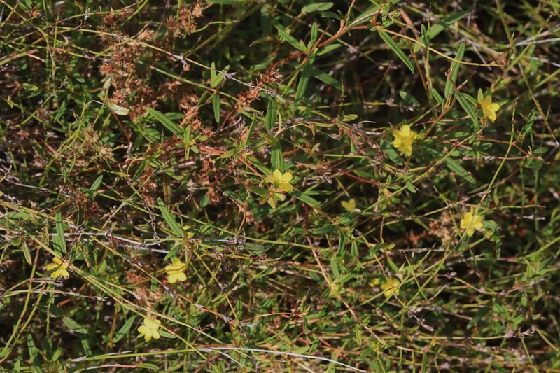 Hibbertia salicifolia photo 4