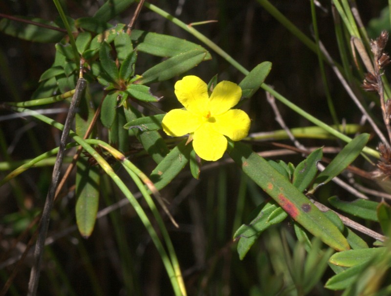 Hibbertia salicifolia photo 5