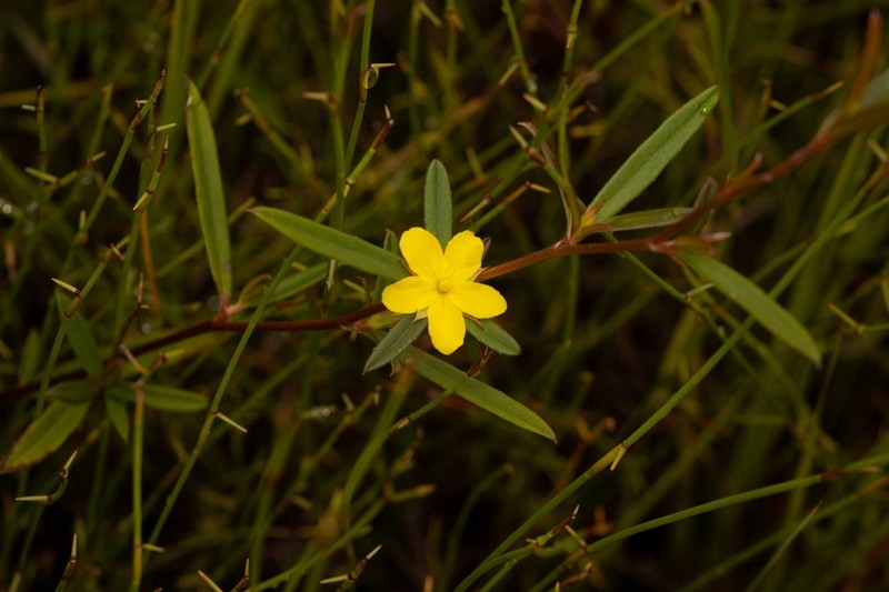 Hibbertia salicifolia photo 6
