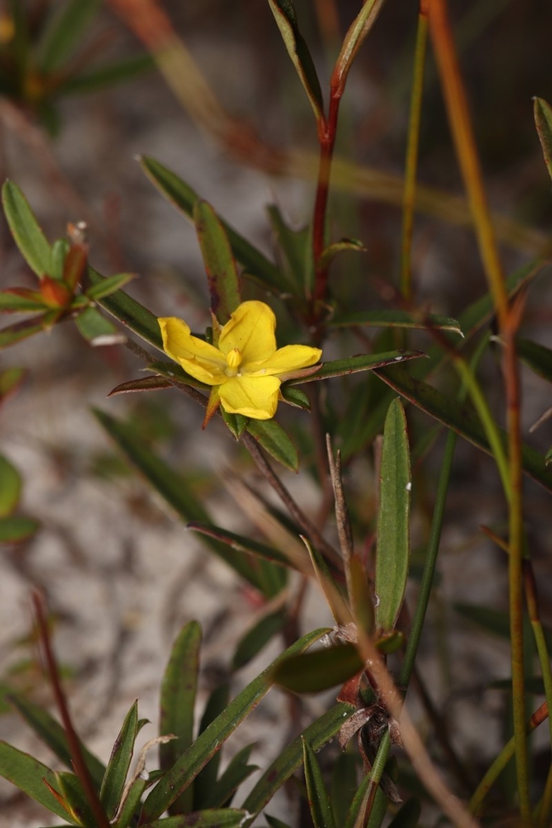 Hibbertia salicifolia photo 7