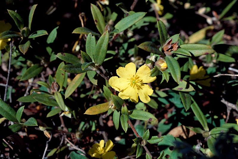Hibbertia saligna