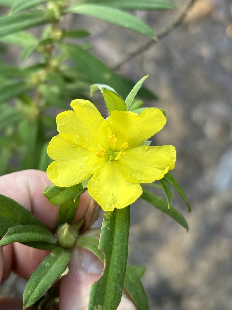 Hibbertia saligna photo 2