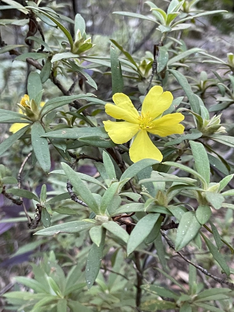 Hibbertia saligna photo 3