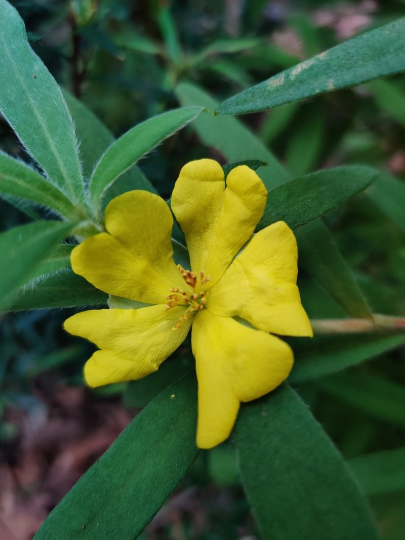 Hibbertia saligna photo 4