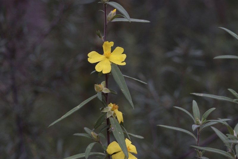 Hibbertia saligna photo 5
