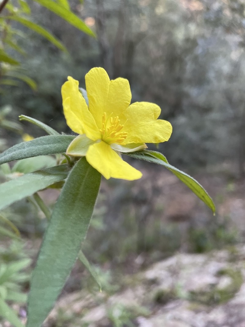 Hibbertia saligna photo 6