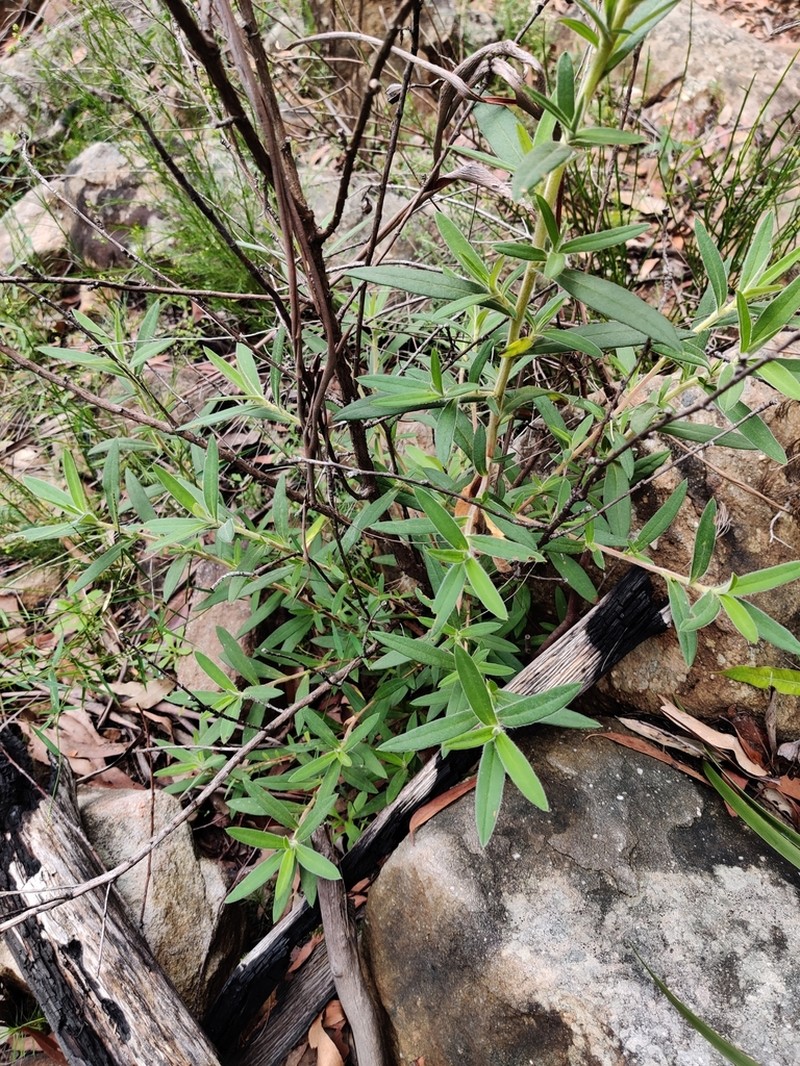 Hibbertia saligna photo 7