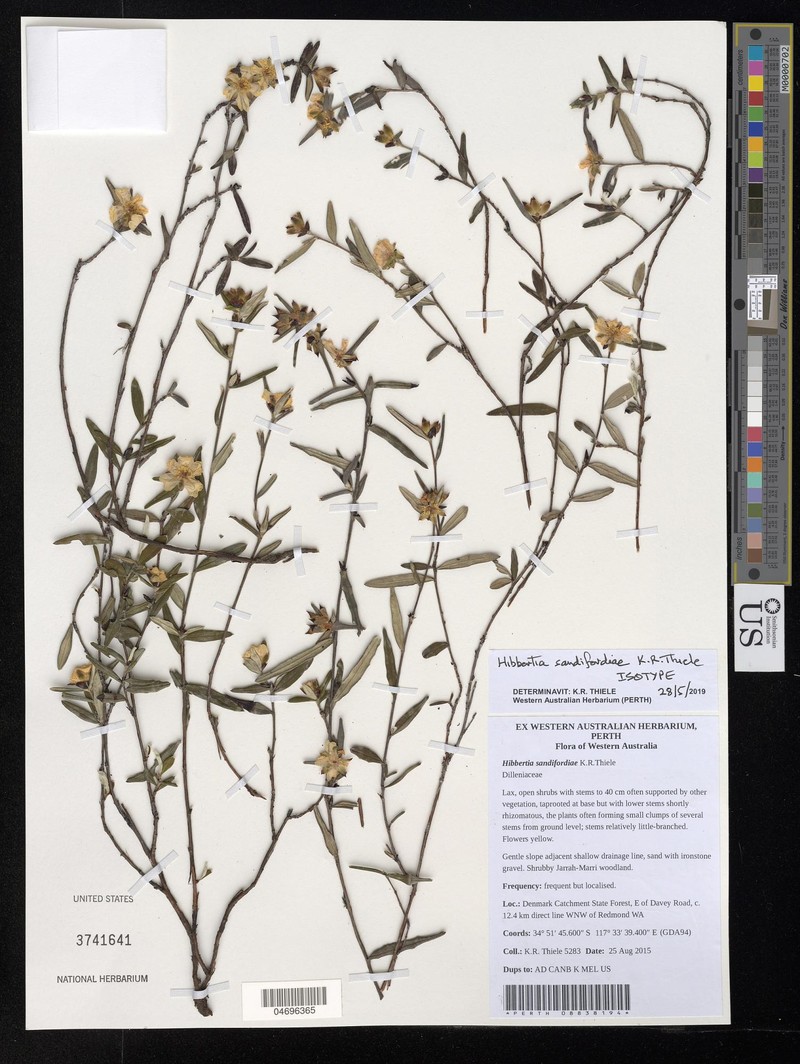 Hibbertia sandifordiae