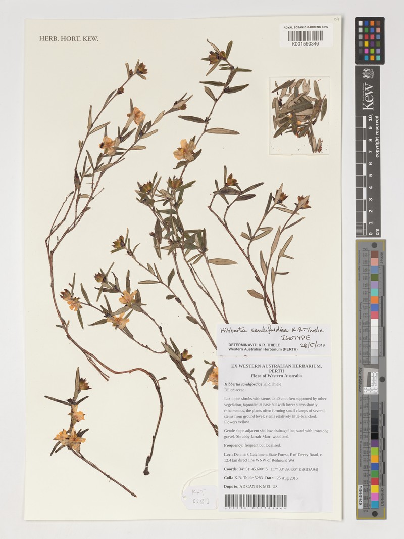 Hibbertia sandifordiae photo 2