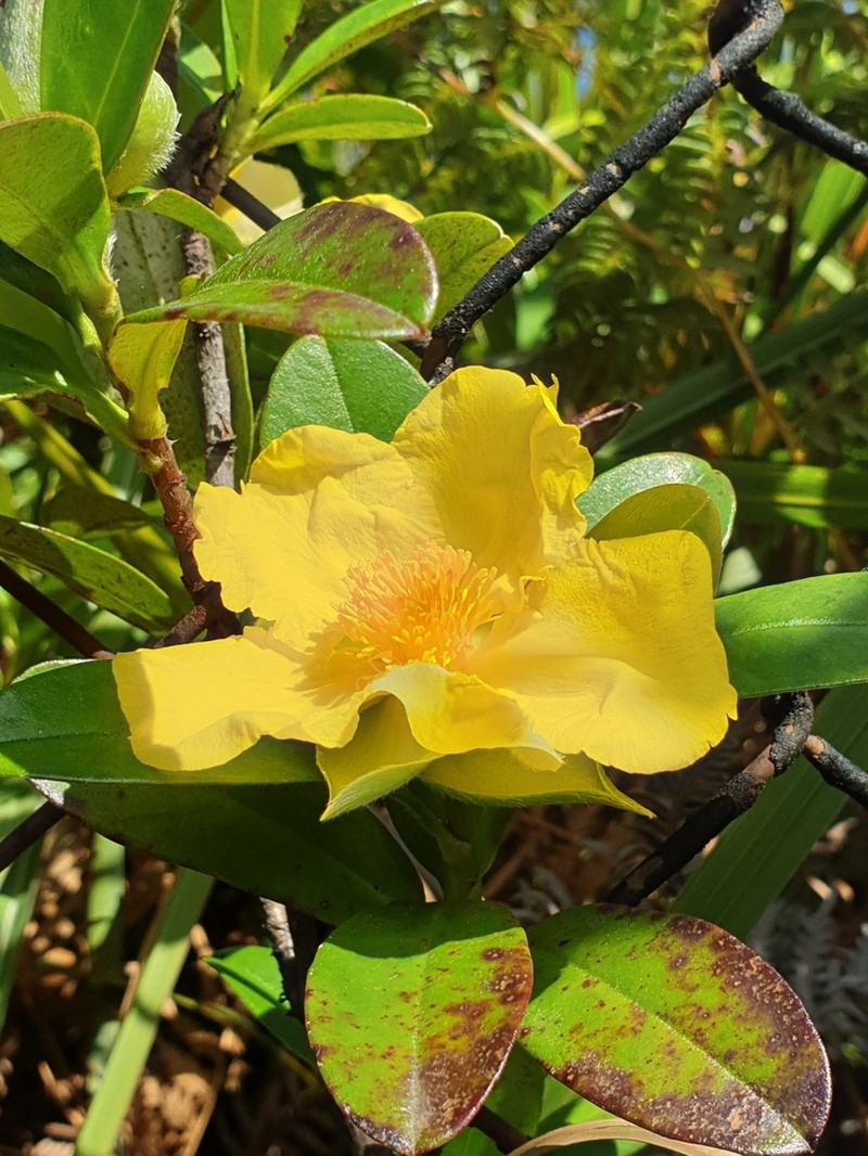 Hibbertia scandens photo 3