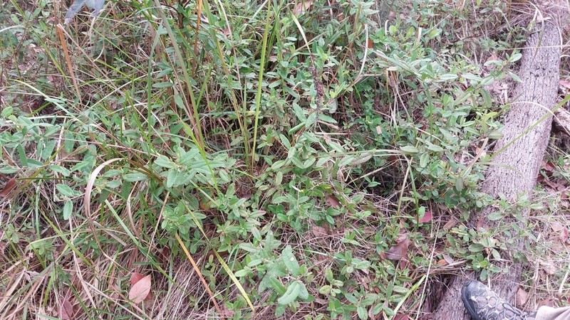 Hibbertia scandens photo 5