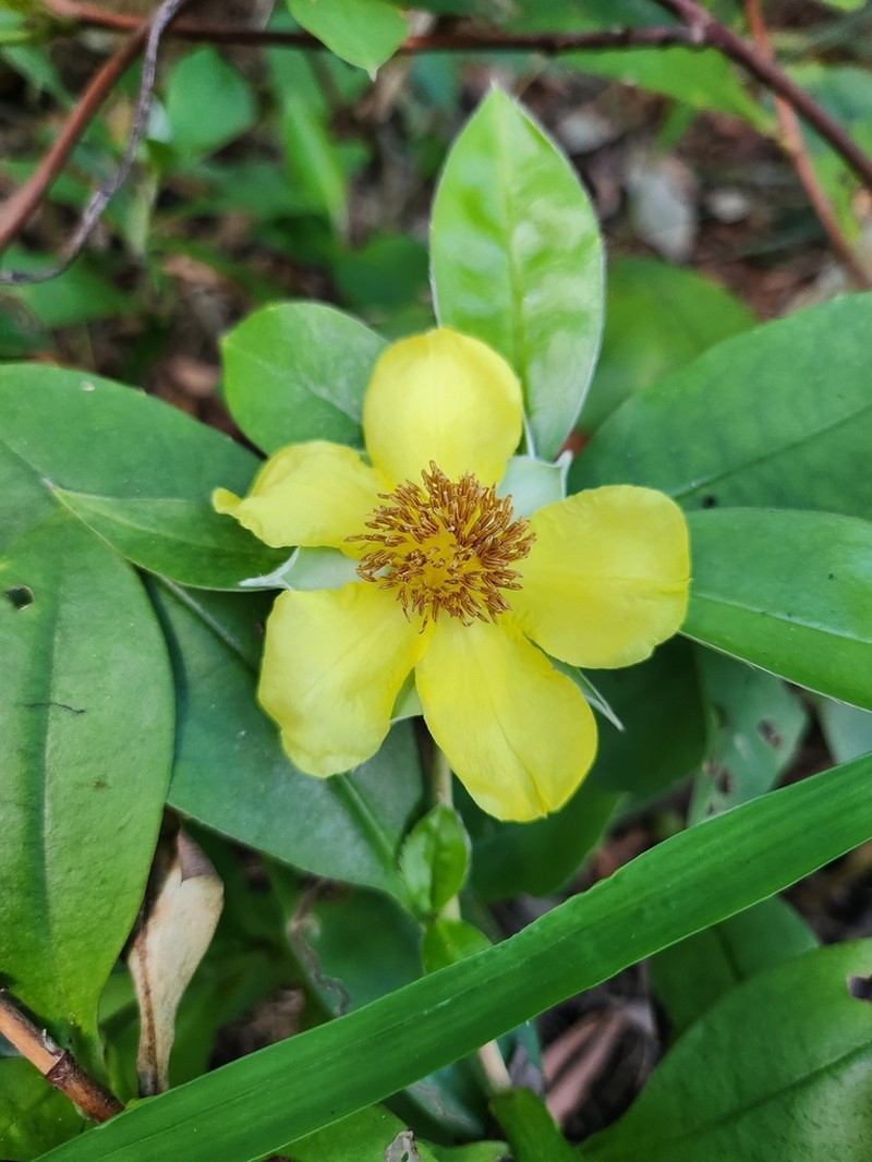 Hibbertia scandens photo 6