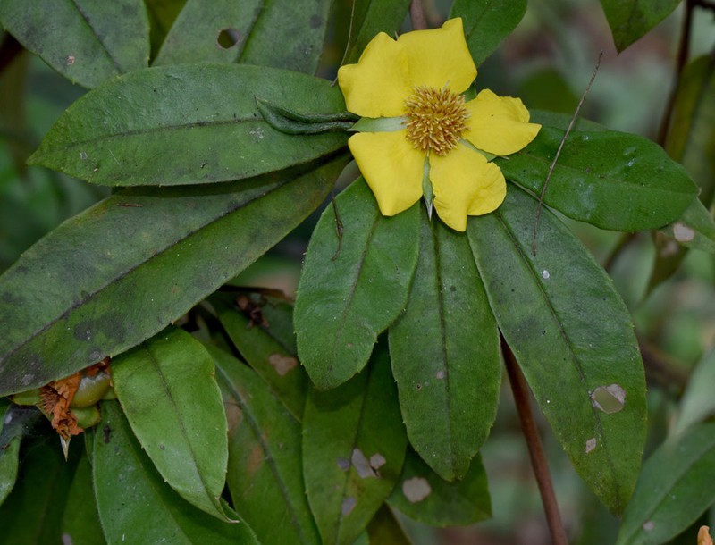 Hibbertia scandens photo 7