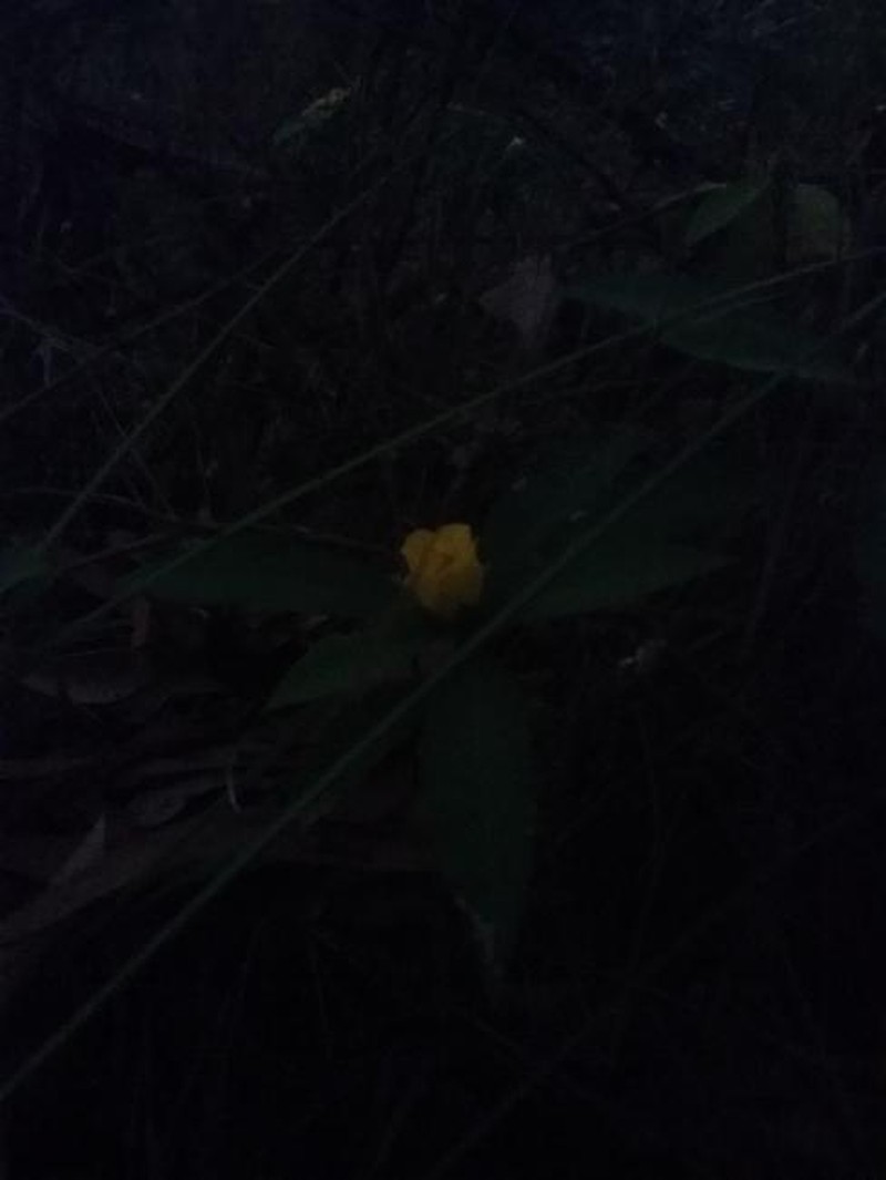 Hibbertia scandens var. scandens