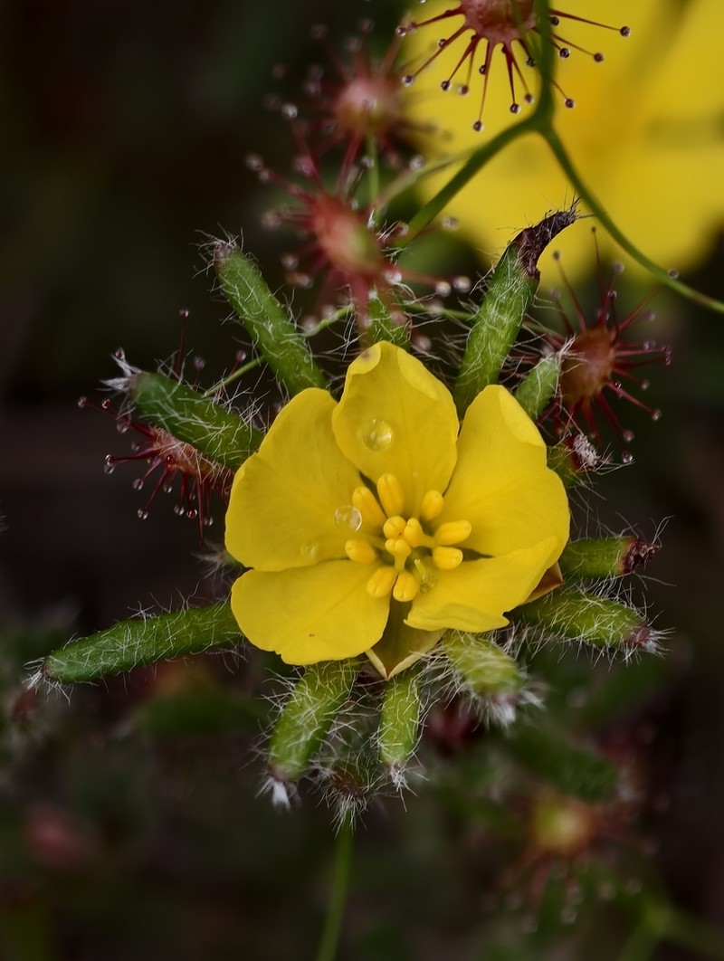 Hibbertia sejuncta