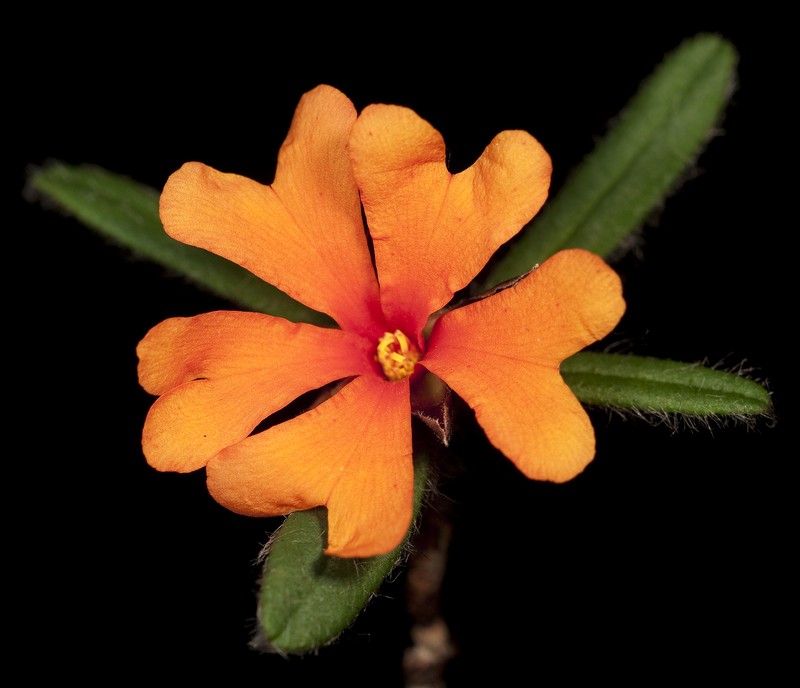 Hibbertia selkii