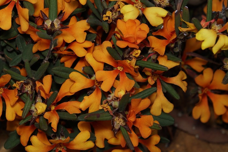 Hibbertia selkii photo 2