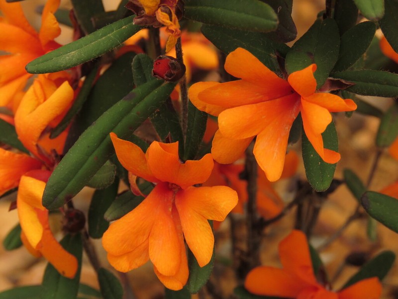 Hibbertia selkii photo 3