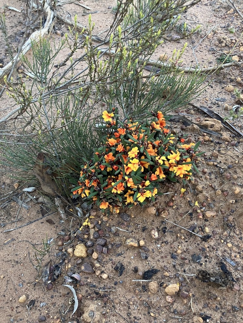 Hibbertia selkii photo 4