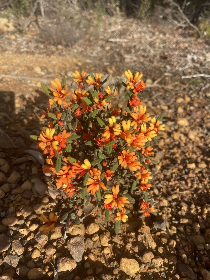 Hibbertia selkii photo 5