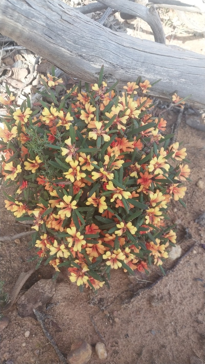 Hibbertia selkii photo 6