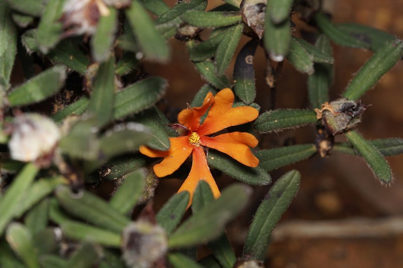 Hibbertia selkii photo 7