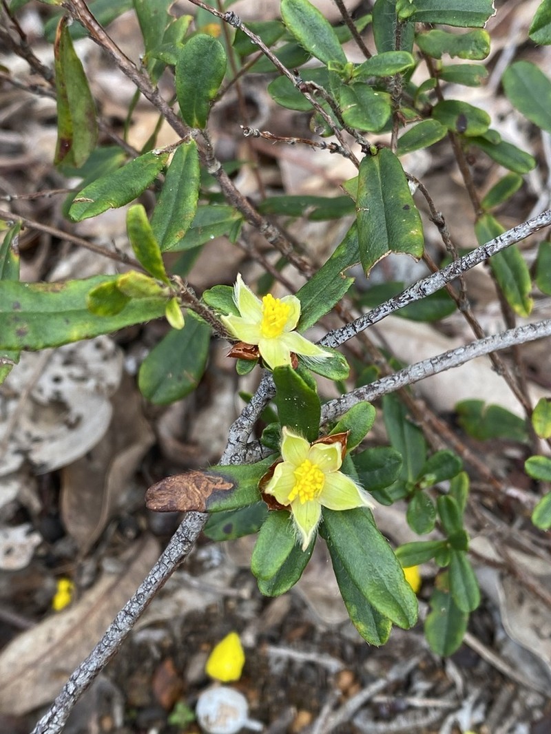 Hibbertia semipilosa photo 2