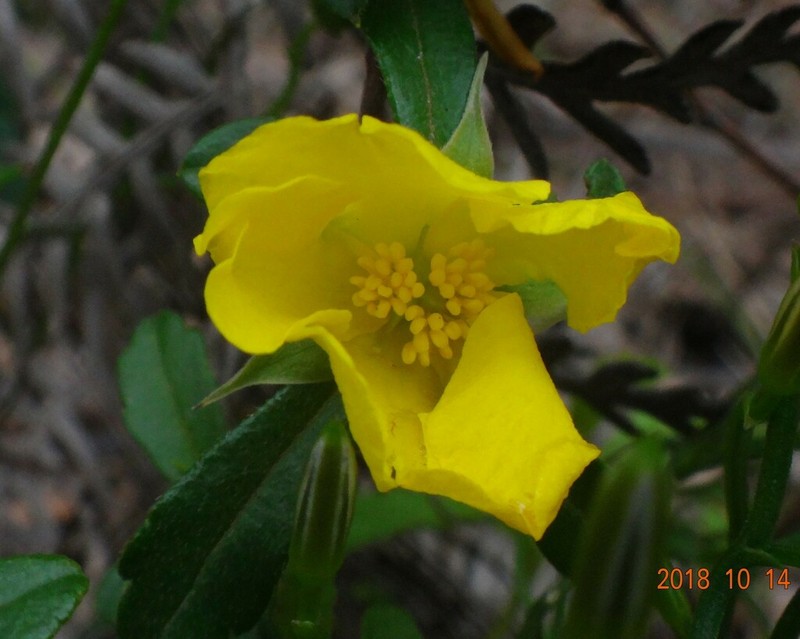 Hibbertia semipilosa photo 3