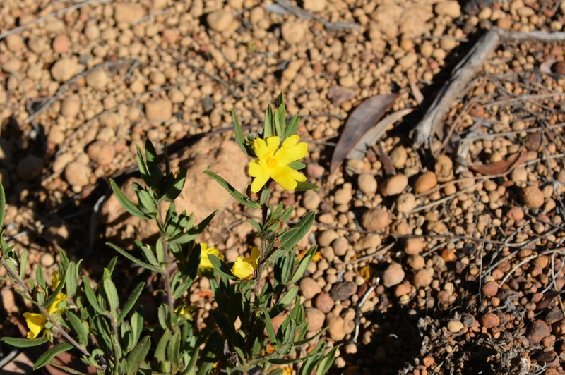 Hibbertia semipilosa photo 4