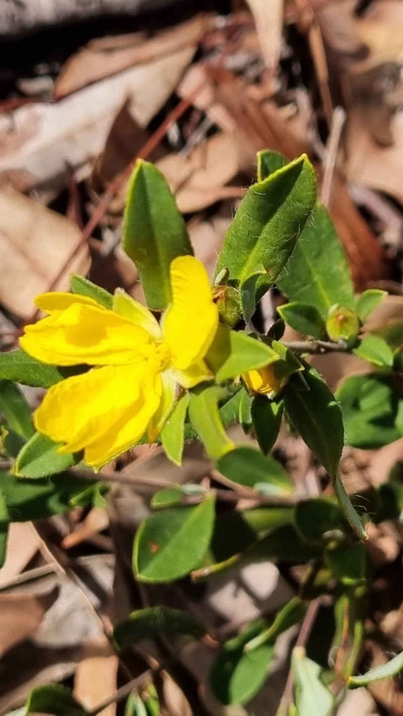 Hibbertia semipilosa photo 5